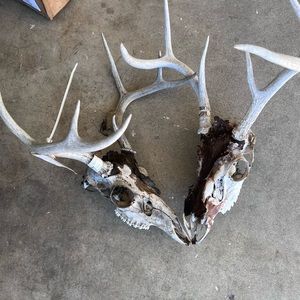 SOLD Two deer skulls